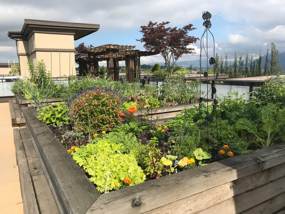 burnaby heights resident community garden