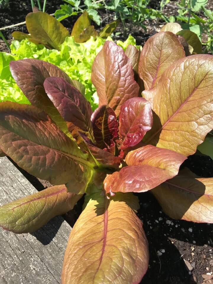 garden red leaf lettuce