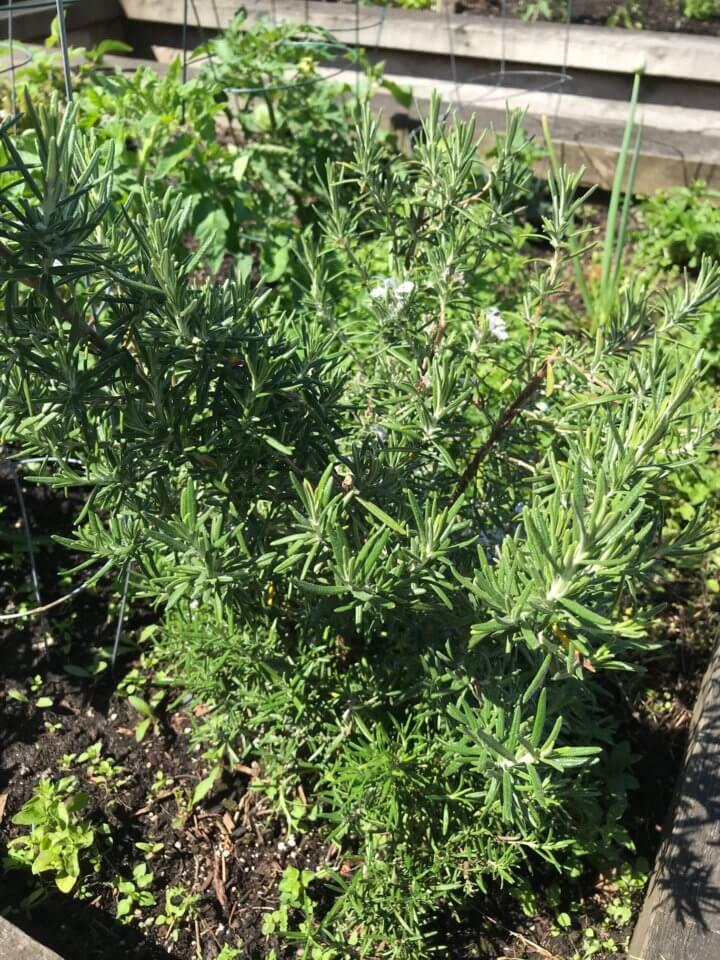 garden rosemary