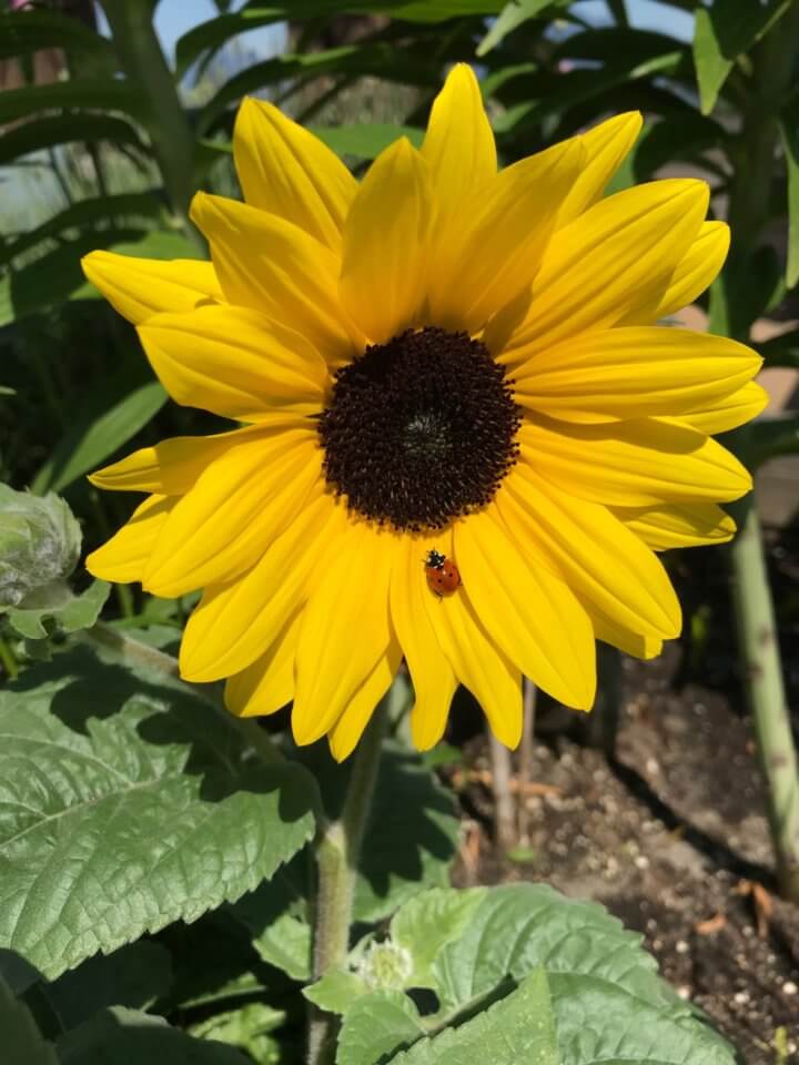 garden sunflower with ladybug