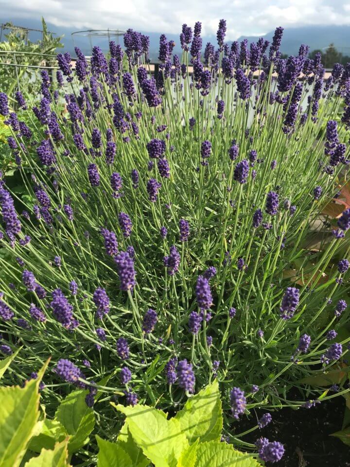 garden lavender