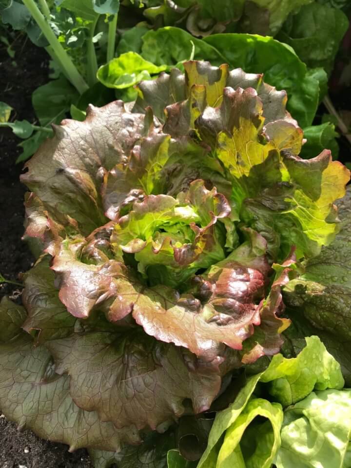 garden lettuce