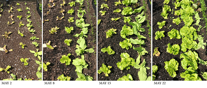 garden lettuce progress