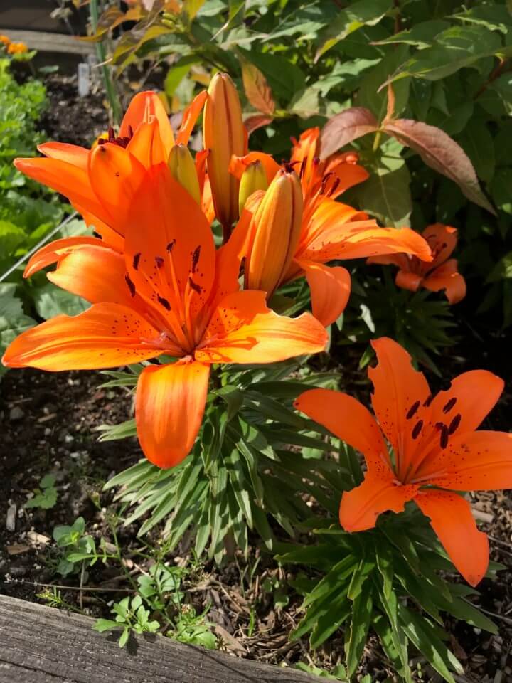 garden wild flowers